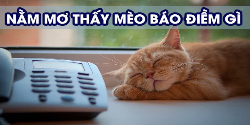 Giải đáp ý nghĩa phong thuỷ giấc mơ thấy mèo