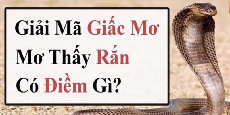 Giấc mơ thấy rắn hổ mang hàm chứa cả mặt tích và tiêu cực