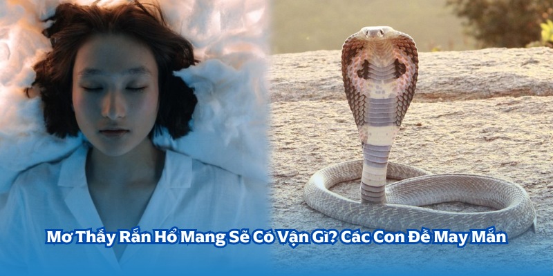 mơ thấy rắn hổ mang